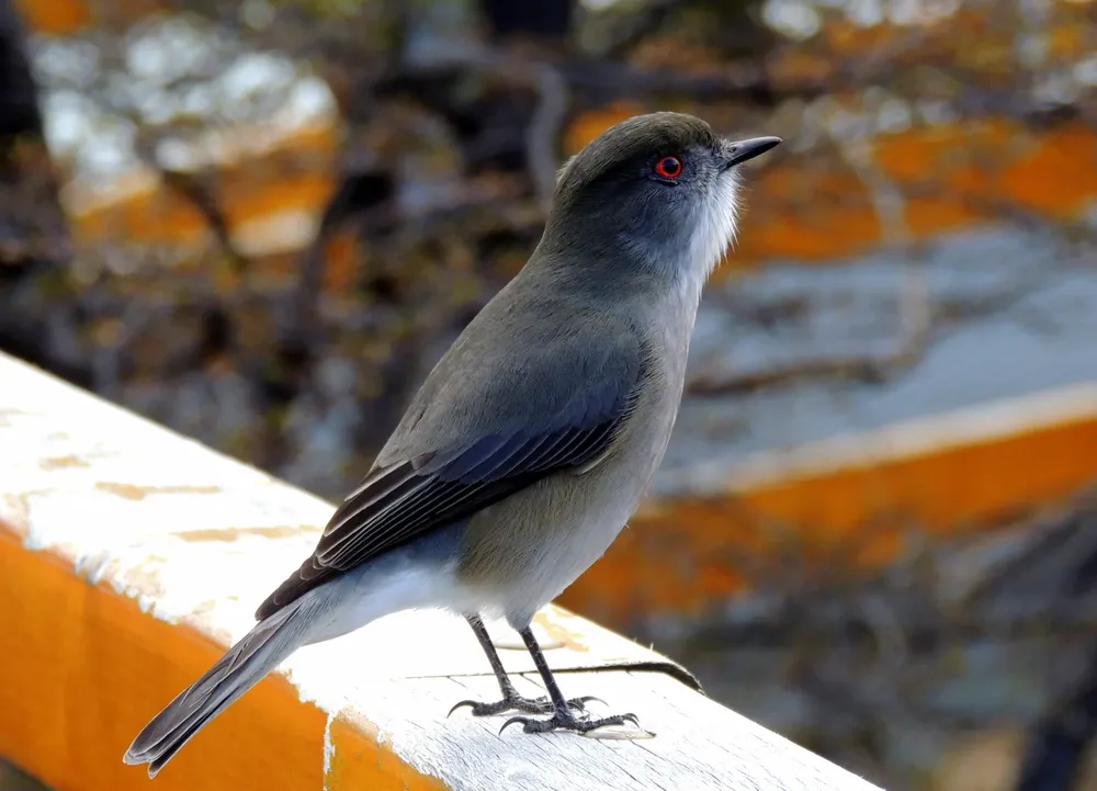 diucon - aves en foco